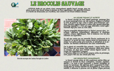 Le Brocolis Sauvage