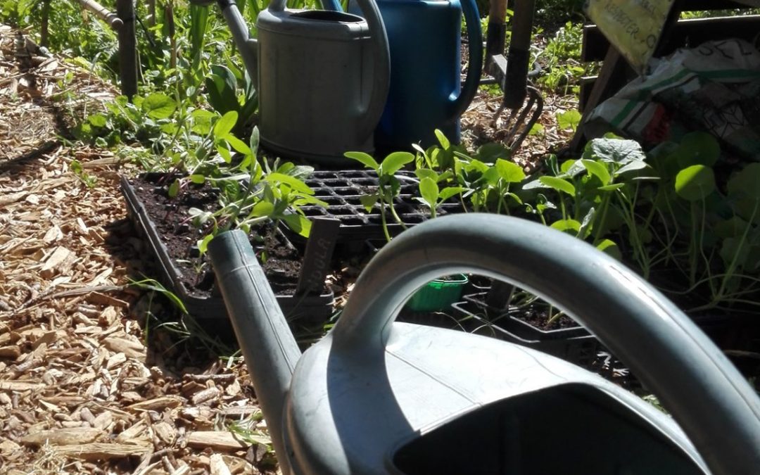 Participer à la cagnotte pour la nouvelle irrigation du jardin partagé de Lodève !