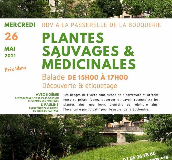 26 mai : Plantes médicinales avec le Champ Des Possibles